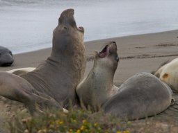 2008Elephant-Seals-8